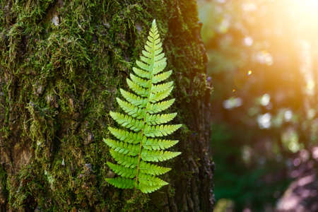 green fern leaf in springtimeの写真素材