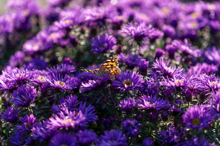 Flowers of aster Verginskaya close-up with a butterflyの写真素材