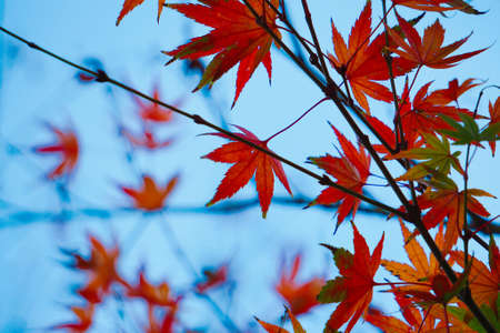 red maple leaf in autumn season