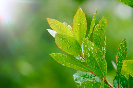 green tree leaves in spring season green background