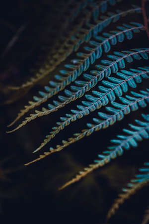 blue fern leaf in the natureの写真素材