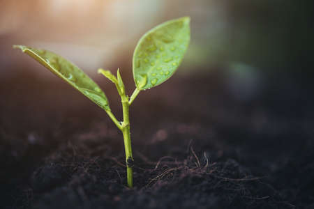 Green sprout growing from seed