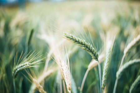 close up barley grain before harvestingの写真素材