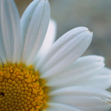beautiful white daisy flower in the spring seasonの写真素材