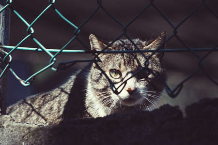 gray stray cat portraitの写真素材