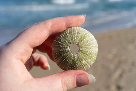 Skeleton of a sea urchin in a woman's hand on the background of the seaの写真素材
