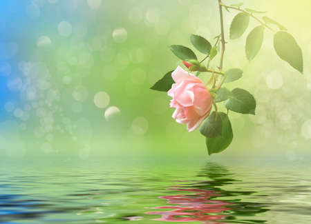 Floral background with rose branch reflected in water.の写真素材