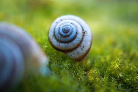 white snail on the green grassの写真素材