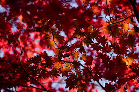 Autumnal ornament, red leaves of maple.の写真素材