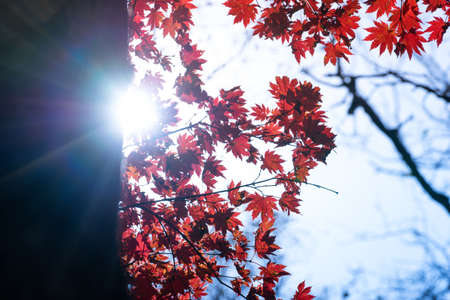 Autumnal ornament, red leaves of maple.