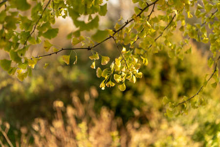 Ginko leaves and branches on a blurry natural backgroundの写真素材