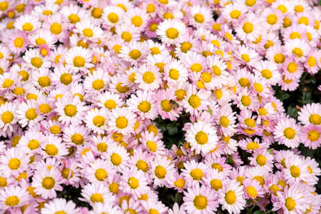 Floral background flower pink chrysanthemum in the garden bed.の写真素材
