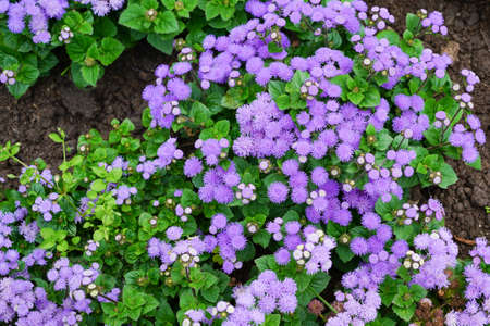 Pink flowers on a flower bed in the garden. Natural backgroundの写真素材