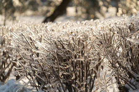Natural background with ice crystals on plants after an icy rain.の写真素材