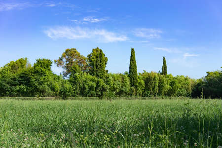 Natural landscape with green troway and trees on the background of blue skyの写真素材