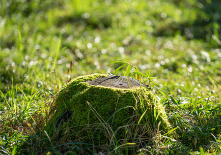 Natural background with an old stump in the moss on a blurred background with bokeh