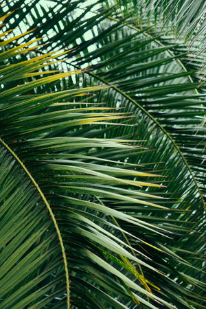 green palm tree leaves