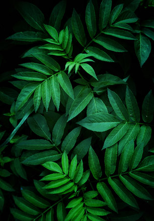 green plant leaves in nature