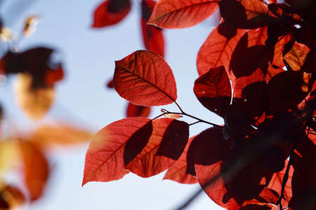 red tree leaves in the autumn season