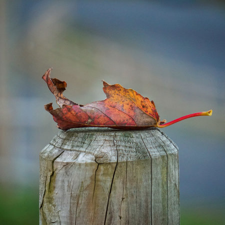 red maple leaf in autumn seasonの写真素材
