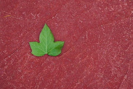 green tree leaf on the red ground in spring seasonの写真素材