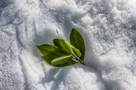 green Laurel leaves on a background of white snow in Sunny weatherの写真素材