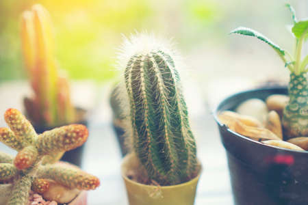 Collection of various cactus and succulent plants in different pots. Potted cactus house plantsの写真素材