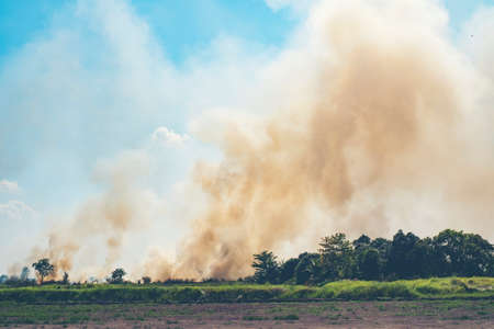 fire burning in paddy fieldの写真素材