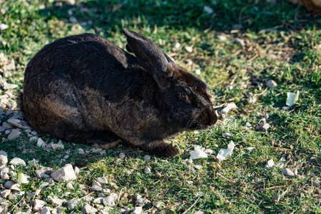 Rabbit with black-and-brown coat sits on green the grass on a glade in solar weather.の写真素材