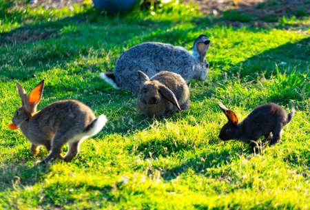 A lot of colored rabbits with fluffy hair sitting on green grass on the meadow in Sunny weather.の写真素材