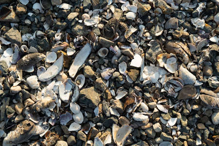Natural background with lots of seashells on the beachの写真素材