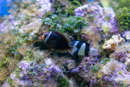 Aquarium fish on the background of artificial rocks and vegetation.