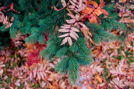 Natural background with green spruce branch on a background of red leaves of mountain ashの写真素材