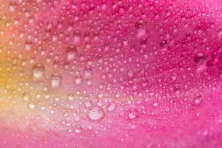 Background macro water droplets on the petals of pink rosesの素材