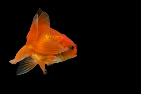 Goldfish in the background blackの素材