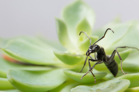 Macro Spider on Leafの素材