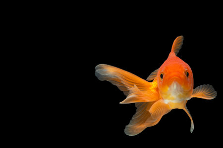Goldfish in the background blackの素材