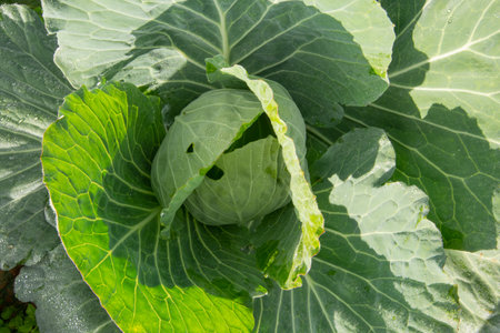 Vegetable Garden Cabbageの素材