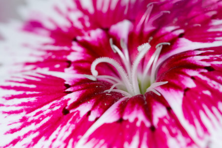 Dianthus flower macroの素材