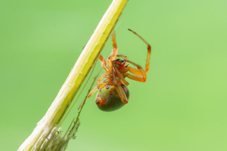 Macro Spider on a green background foliageの素材
