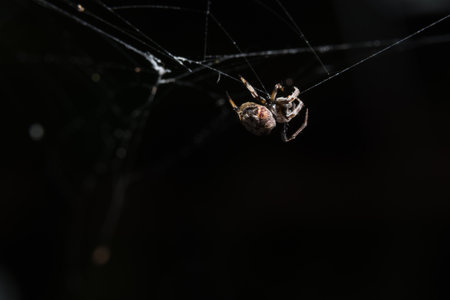 Macro Spider on Leafの素材