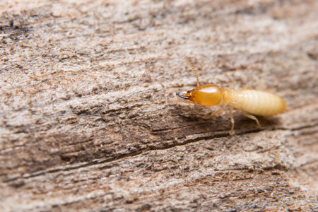 Macro termites are feedingの素材