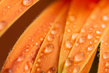 Bokeh background with water drops on orange flower petalsの素材