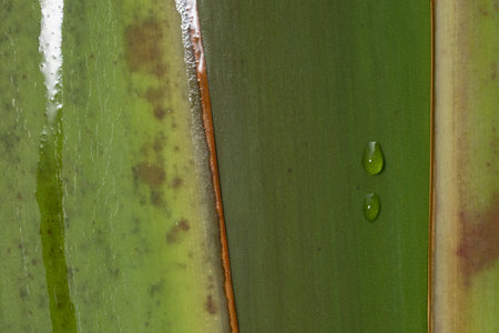 Background macro pattern of green leavesの素材
