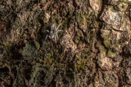Close-up image of a spider on a treeの素材