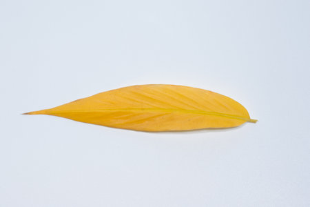 Green leaves white backgroundの素材