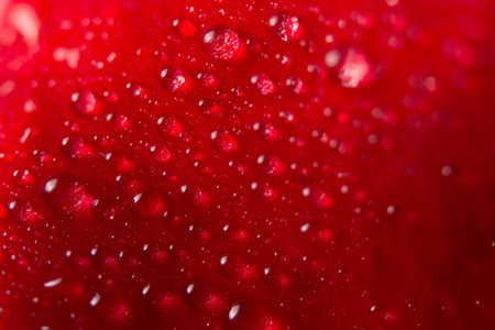 Macro background on water flower petalsの素材