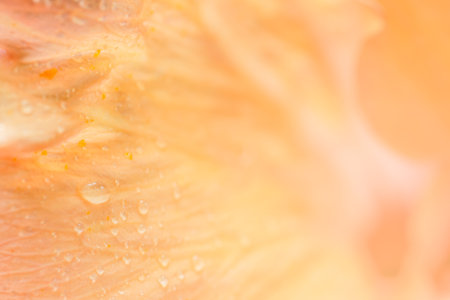 Background macro flower petalsの素材