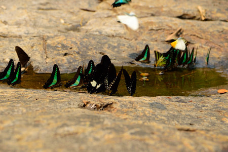 butterflies flockの素材