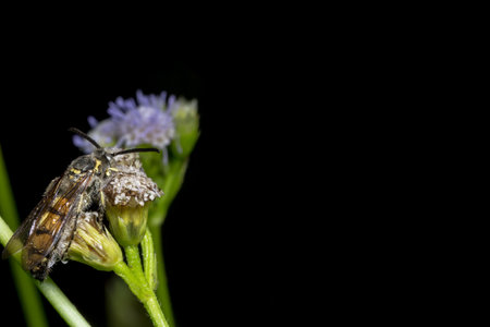 Close up photos, bee insect eating sweet water flowers.の素材